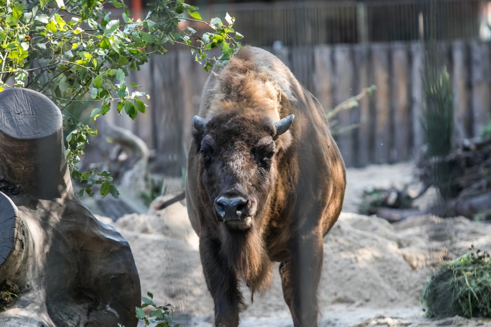 Zoologijos sode tvarkomas stumbrų aptvaras