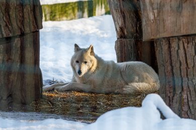 Zoologijos sodo gyvūnai žiemą