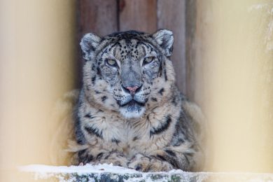 Zoologijos sodo gyvūnai žiemą