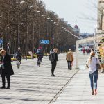 Sužydėjo narcizai Laisvės alėjoje