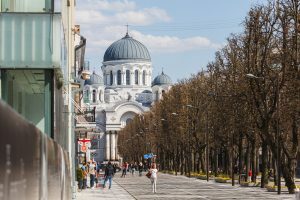 Sužydėjo narcizai Laisvės alėjoje