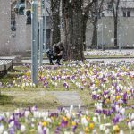 Sužydėję krokai Karo muziejaus sodelyje