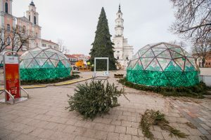 Nupuošiama Kauno Kalėdų eglė