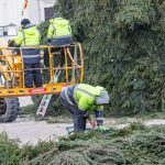 Nupuošiama Kauno Kalėdų eglė