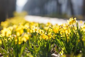 Sužydėję narcizai Laisvės alėjoje