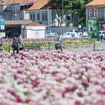 Žydinčios tulpės prie Kauno pilies