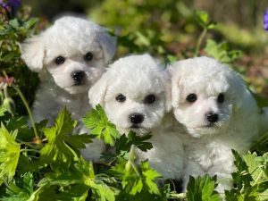 „Tauro Kennel“ veislynas / Organizatorių nuotr.