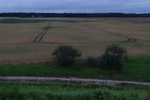 Stumbrai Kauno rajone / N. Žmuidzinavičienės asmn. albumo nuotr.