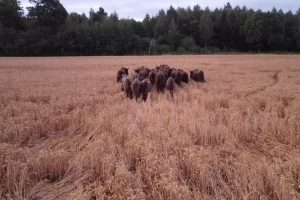 Stumbrai Kauno rajone / N. Žmuidzinavičienės asmn. albumo nuotr.