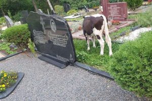 Neveronių kapines niokoja veršiukas / Skaitytojo nuotr.