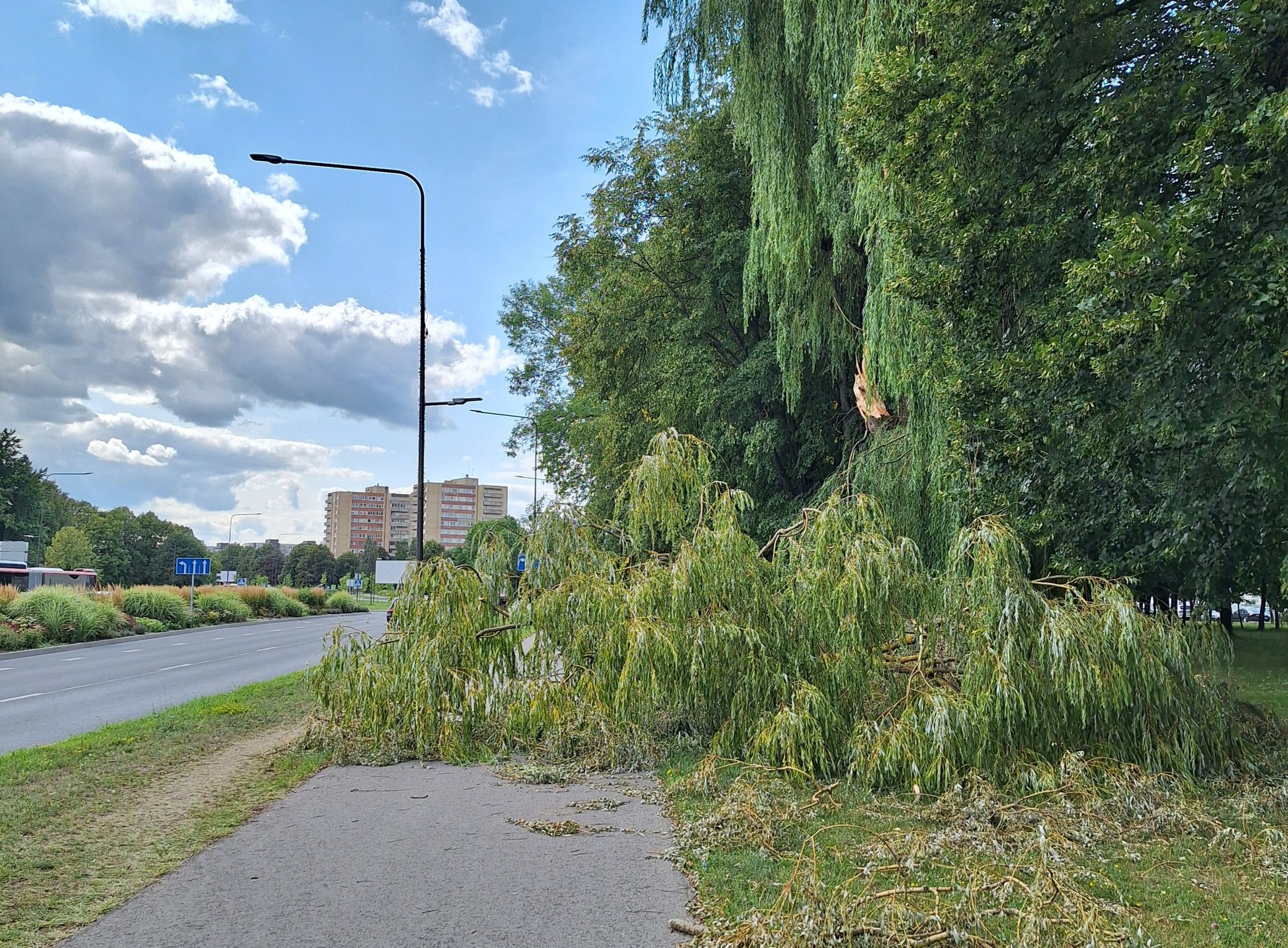 Ant dviračių tako nuvirtęs medis / Skaitytojo nuotr.