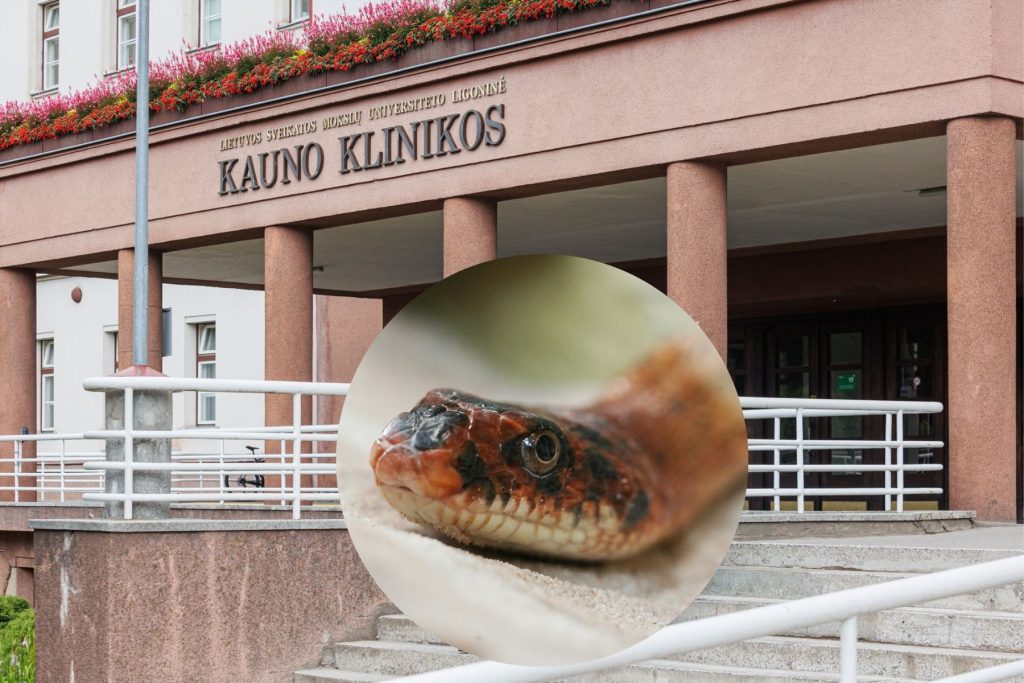 Gyvatė ir Kauno klinikos / BNS ir R.Tenio nuotr.