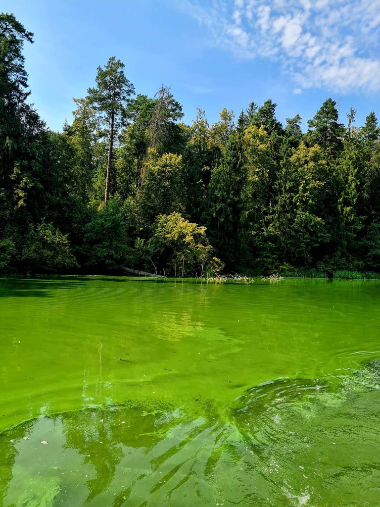 Žydintis vanduo Kauno mariose / Skaitytojų nuotr.