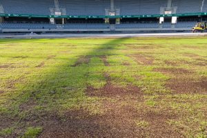 Atidengta gelbėta Kauno stadiono veja / Kas vyksta Kaune nuotr.