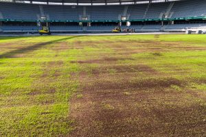 Atidengta gelbėta Kauno stadiono veja / Kas vyksta Kaune nuotr.