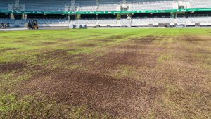 Atidengta gelbėta Kauno stadiono veja / Kas vyksta Kaune nuotr.