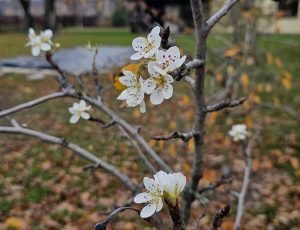 Kauniečio namuose lapkritį pražydo kriaušė / Skaitytojo nuotr.