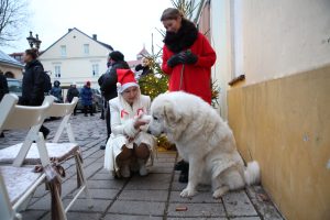 Įžiebta Kalėdinė eglutė Kauno senamiestyje / M. Patašiaus nuotr.