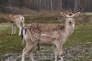 Unikalus Perlinių danielių parkas / Organizatorių nuotr.