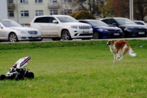 RC automobiliukai ir šunys / Organizatorių nuotr.