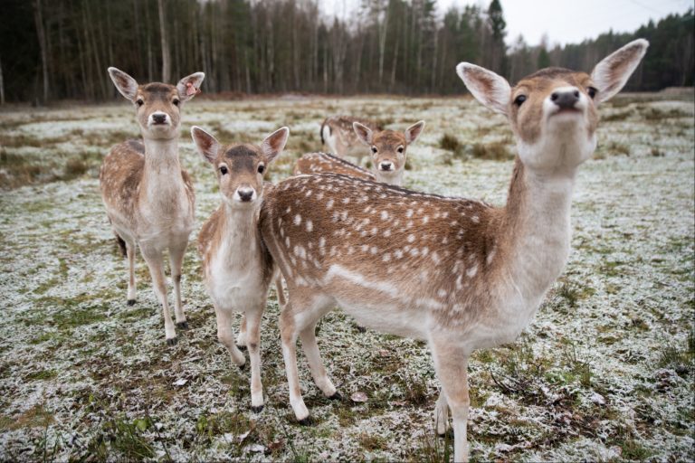 Unikalus Perlinių danielių parkas / Organizatorių nuotr.