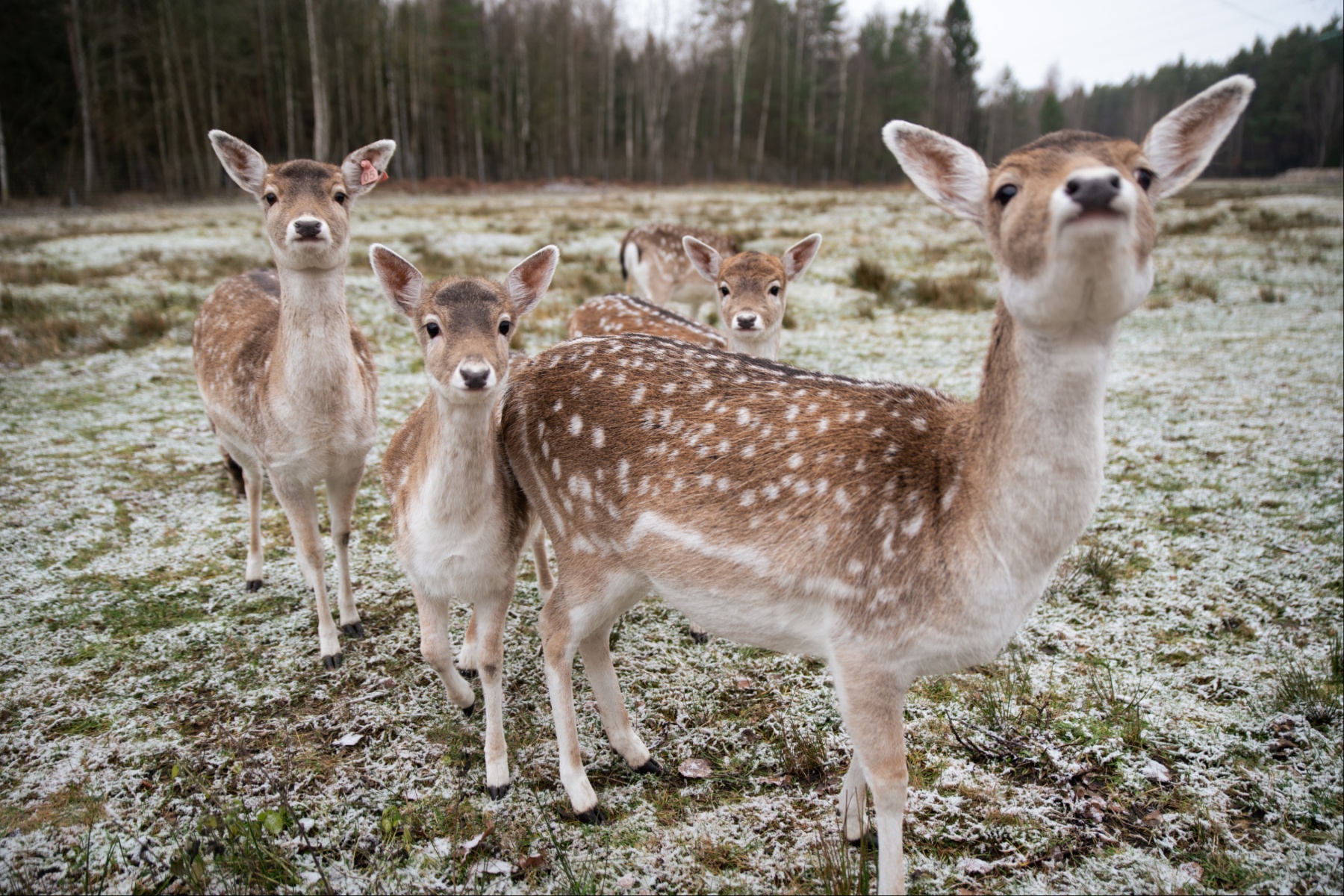 Unikalus Perlinių danielių parkas / Organizatorių nuotr.