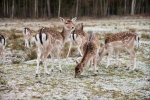 Unikalus Perlinių danielių parkas / Organizatorių nuotr.