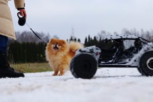 RC automobiliukai ir šunys / Organizatorių nuotr.