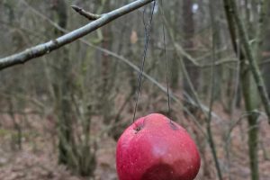 Žvėrelių vaišės Kleboniškio miške / skaitytojo nuotr.